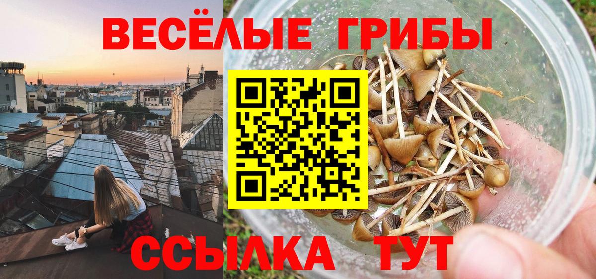 Псилоцибиновые грибы GOLDEN TEACHER  Вход с VPN  цена наркотик  Александров 
