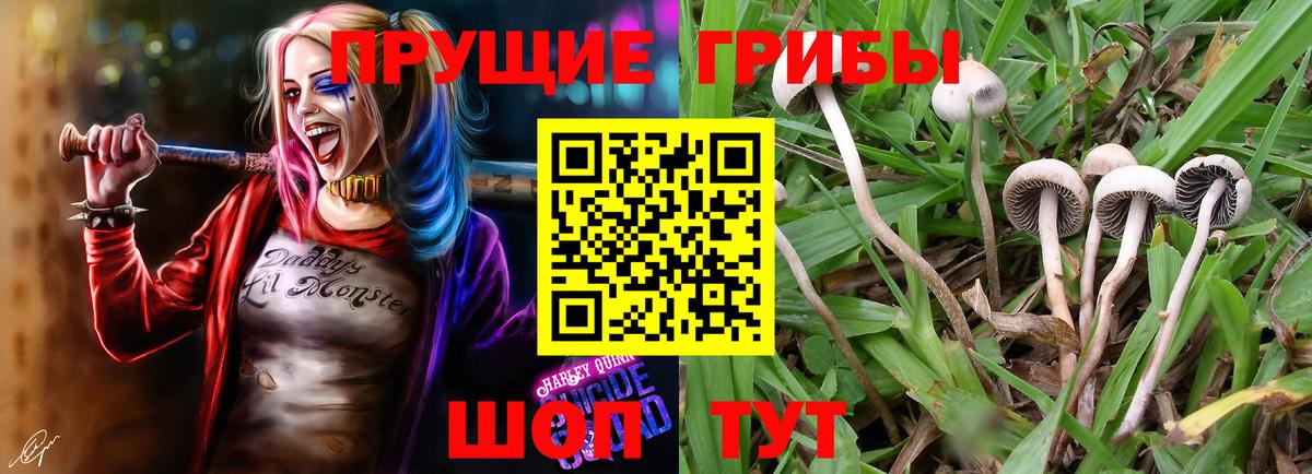 Галлюциногенные грибы Psilocybine cubensis Александров